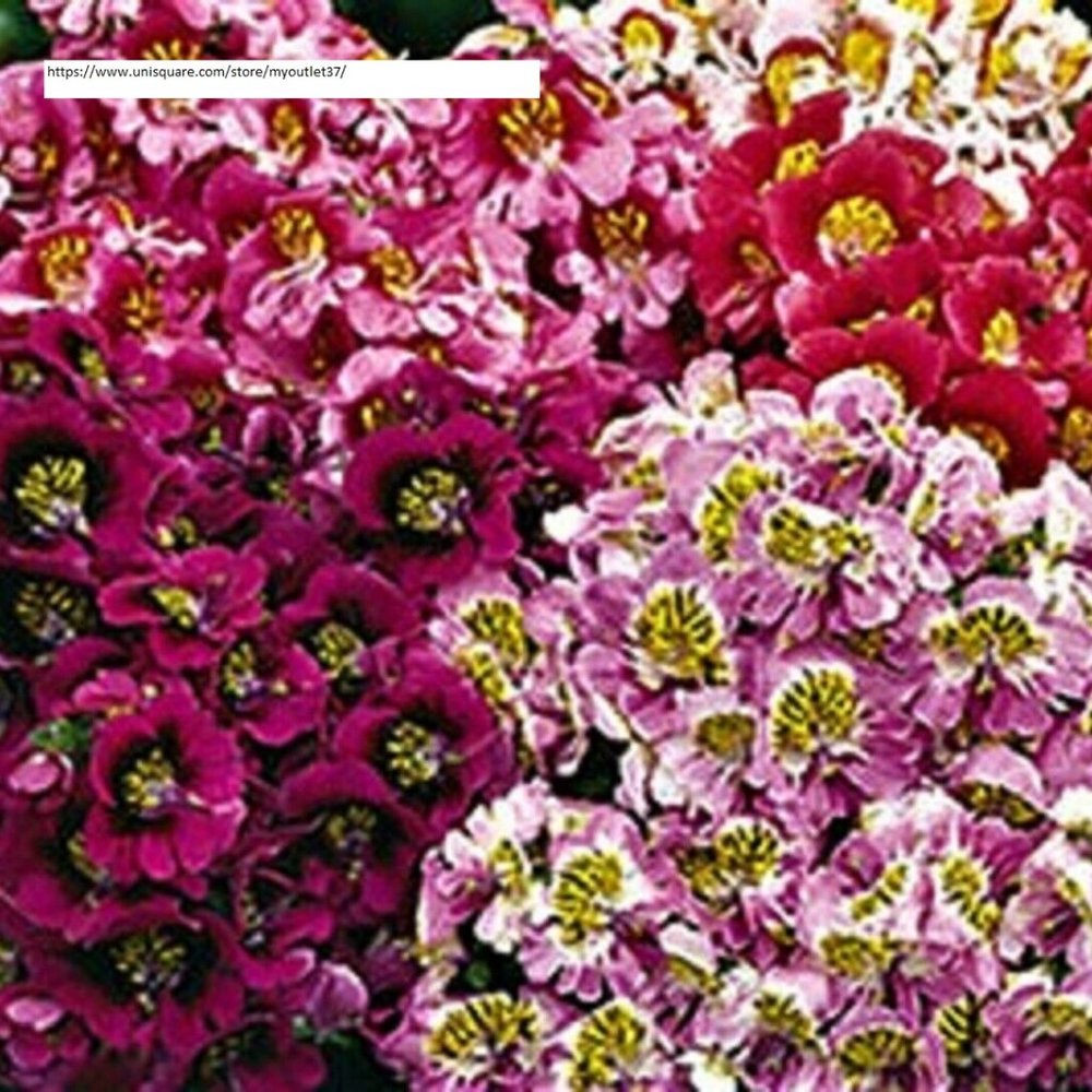 Butterfly Angel Wings - Flower Seeds - BOGO